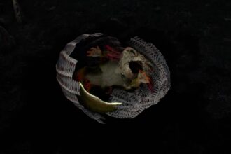 How To Find and Hatch Qrko